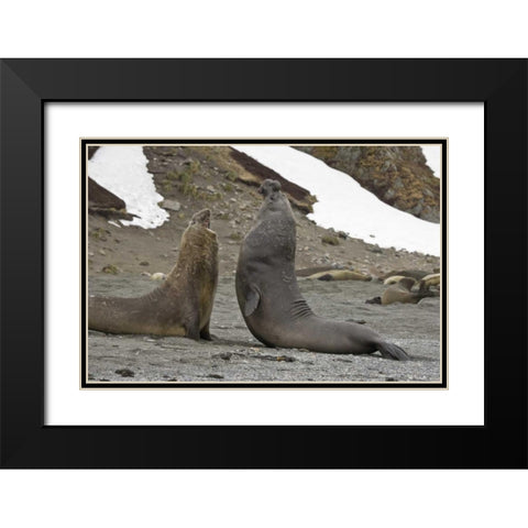 South Georgia Island Elephant seals fighting Black Modern Wood Framed Art Print with Double Matting by Paulson, Don