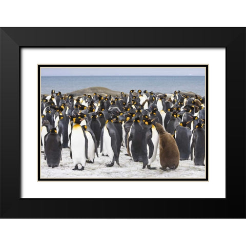 South Georgia Isl King penguin chick Black Modern Wood Framed Art Print with Double Matting by Paulson, Don