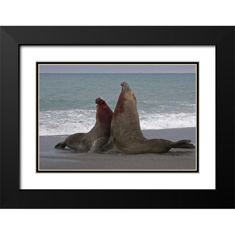 South Georgia Island Bull elephant seals fight Black Modern Wood Framed Art Print with Double Matting by Paulson, Don