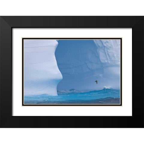 South Georgia Island Albatross by an iceberg Black Modern Wood Framed Art Print with Double Matting by Paulson, Don