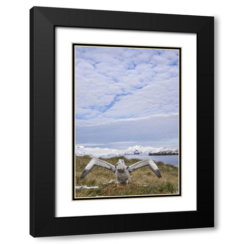 South Georgia Isl Wandering albatross chick Black Modern Wood Framed Art Print with Double Matting by Paulson, Don