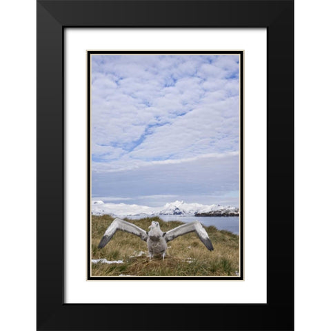South Georgia Isl Wandering albatross chick Black Modern Wood Framed Art Print with Double Matting by Paulson, Don