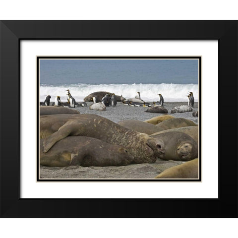 South Georgia Isl, Seals and Penguins on beach Black Modern Wood Framed Art Print with Double Matting by Paulson, Don