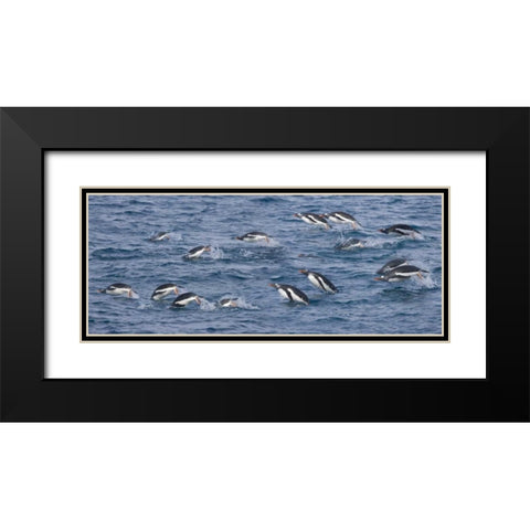South Georgia Island Gentoo penguins leaping Black Modern Wood Framed Art Print with Double Matting by Paulson, Don