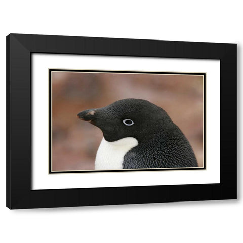 Antarctica, Brown Bluff Adelie penguin adult Black Modern Wood Framed Art Print with Double Matting by Morris, Arthur