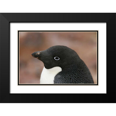 Antarctica, Brown Bluff Adelie penguin adult Black Modern Wood Framed Art Print with Double Matting by Morris, Arthur