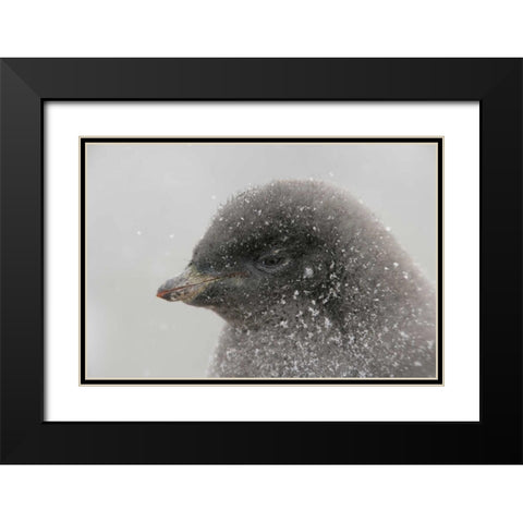 Antarctica Adelie penguin chick in snowstorm Black Modern Wood Framed Art Print with Double Matting by Morris, Arthur