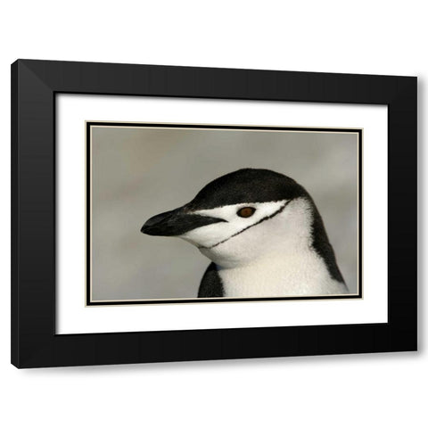 Antarctica, Half Moon IslandChinstrap penguin Black Modern Wood Framed Art Print with Double Matting by Morris, Arthur