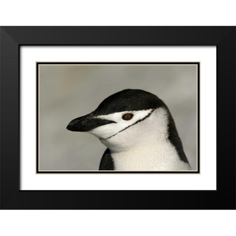 Antarctica, Half Moon IslandChinstrap penguin Black Modern Wood Framed Art Print with Double Matting by Morris, Arthur