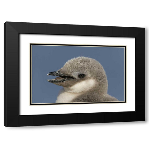 Antarctica, Half Moon IslChinstrap penguin chick Black Modern Wood Framed Art Print with Double Matting by Morris, Arthur