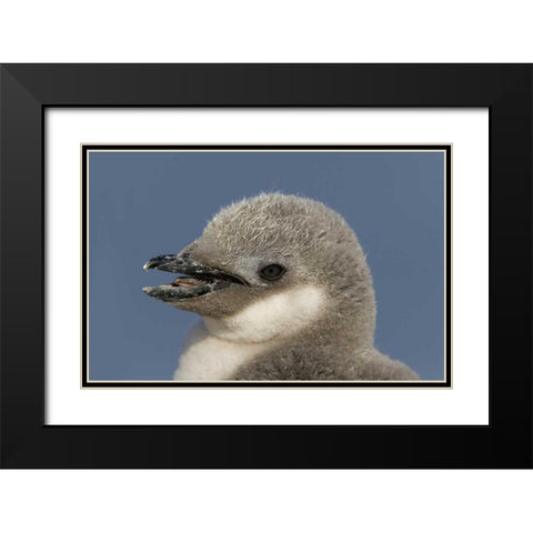 Antarctica, Half Moon IslChinstrap penguin chick Black Modern Wood Framed Art Print with Double Matting by Morris, Arthur