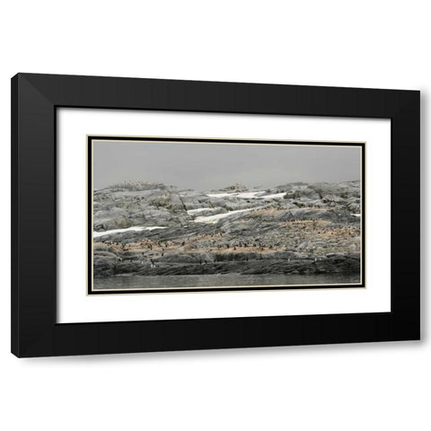Antarctica, Pleneau Island Gentoo penguin Black Modern Wood Framed Art Print with Double Matting by Morris, Arthur