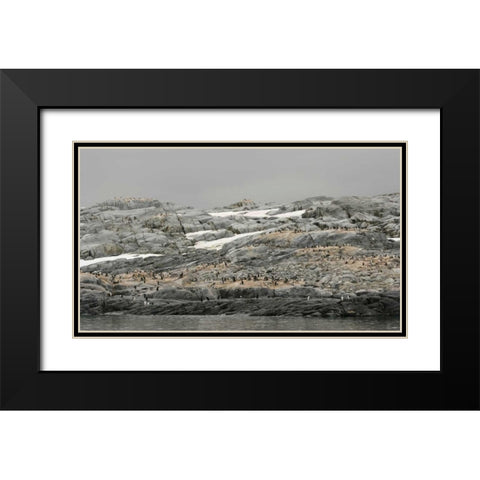 Antarctica, Pleneau Island Gentoo penguin Black Modern Wood Framed Art Print with Double Matting by Morris, Arthur