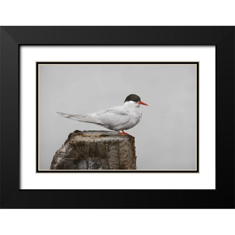 Antarctica, Grytviken Antarctic Tern on post Black Modern Wood Framed Art Print with Double Matting by Grall, Don