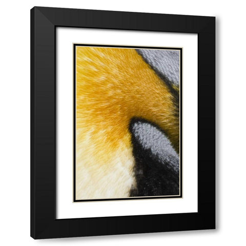 Antarctica, St Andrews Bay King penguin Black Modern Wood Framed Art Print with Double Matting by Grall, Don