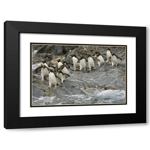 Antarctica, Royal Bay Macaroni Penguins Black Modern Wood Framed Art Print with Double Matting by Grall, Don