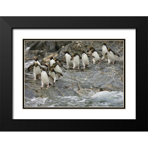 Antarctica, Royal Bay Macaroni Penguins Black Modern Wood Framed Art Print with Double Matting by Grall, Don