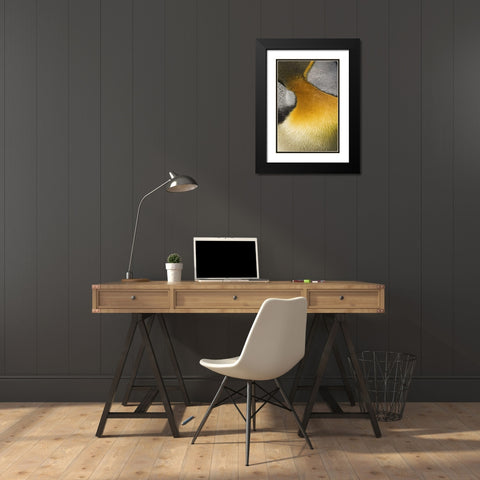 Antarctica, Salisbury Plain King penguin Black Modern Wood Framed Art Print with Double Matting by Grall, Don