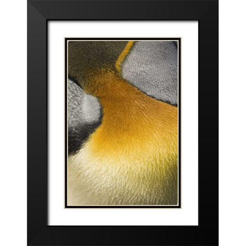 Antarctica, Salisbury Plain King penguin Black Modern Wood Framed Art Print with Double Matting by Grall, Don