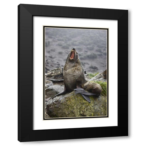 Antarctica, Elsehul Bay Antarctic fur seal yawns Black Modern Wood Framed Art Print with Double Matting by Grall, Don