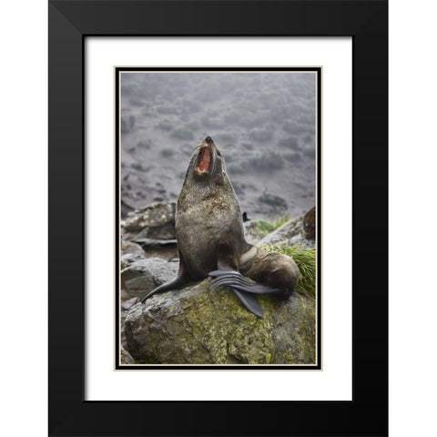 Antarctica, Elsehul Bay Antarctic fur seal yawns Black Modern Wood Framed Art Print with Double Matting by Grall, Don
