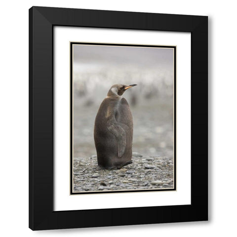 Antarctica, A dark morph of a king penguin Black Modern Wood Framed Art Print with Double Matting by Grall, Don