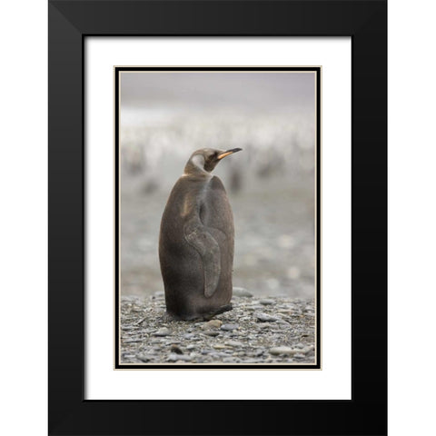 Antarctica, A dark morph of a king penguin Black Modern Wood Framed Art Print with Double Matting by Grall, Don