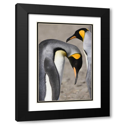 Antarctica, Salisbury Plain King penguin bows Black Modern Wood Framed Art Print with Double Matting by Grall, Don