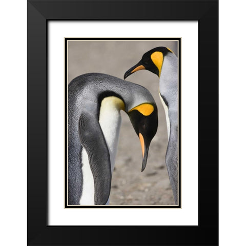 Antarctica, Salisbury Plain King penguin bows Black Modern Wood Framed Art Print with Double Matting by Grall, Don