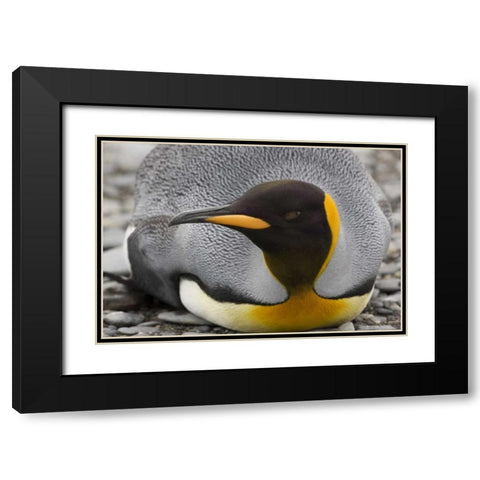 Antarctica, Salisbury Plain King penguin rests Black Modern Wood Framed Art Print with Double Matting by Grall, Don