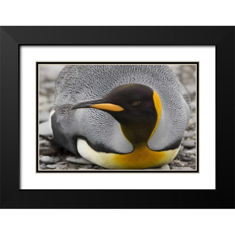 Antarctica, Salisbury Plain King penguin rests Black Modern Wood Framed Art Print with Double Matting by Grall, Don