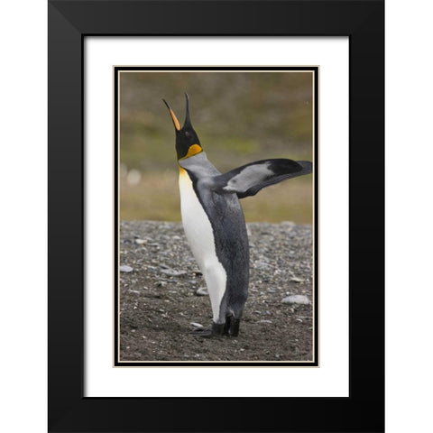 Antarctica, Salisbury Plain King penguin trumpts Black Modern Wood Framed Art Print with Double Matting by Grall, Don