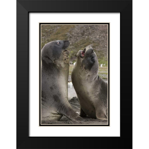 Antarctica, St Andrews Southern Elephant Seals Black Modern Wood Framed Art Print with Double Matting by Grall, Don