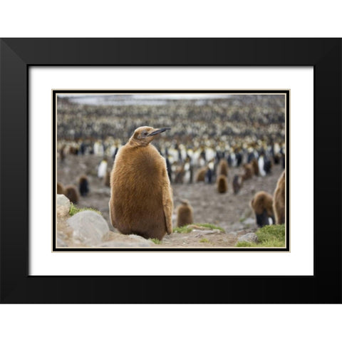 Antarctica, St Andrews Bay King penguin chick Black Modern Wood Framed Art Print with Double Matting by Grall, Don