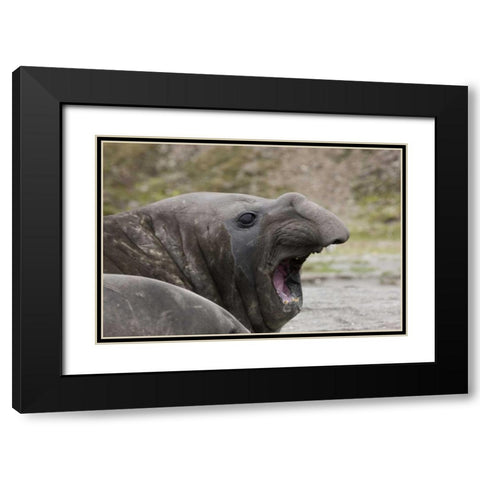 Antarctica, St Andrews Southern Elephant Seal Black Modern Wood Framed Art Print with Double Matting by Grall, Don