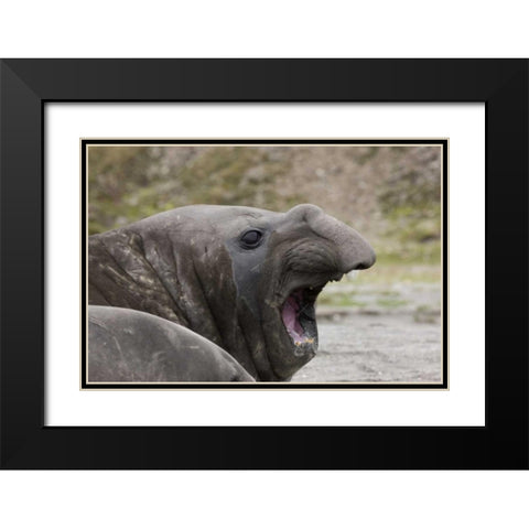 Antarctica, St Andrews Southern Elephant Seal Black Modern Wood Framed Art Print with Double Matting by Grall, Don