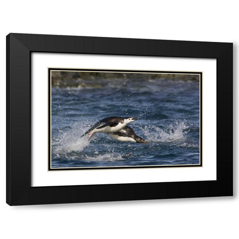 Antarctica, Adelie penguins porpoising Black Modern Wood Framed Art Print with Double Matting by Grall, Don