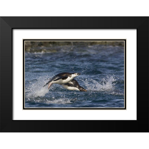 Antarctica, Adelie penguins porpoising Black Modern Wood Framed Art Print with Double Matting by Grall, Don