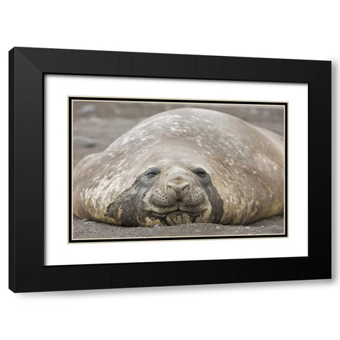 Antarctica, Livingston Is Southern elephant seal Black Modern Wood Framed Art Print with Double Matting by Grall, Don