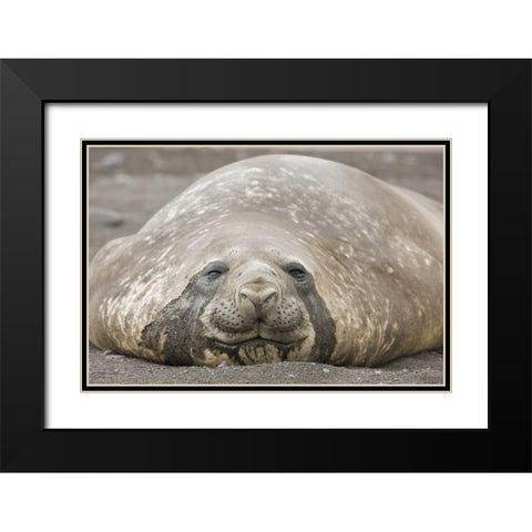 Antarctica, Livingston Is Southern elephant seal Black Modern Wood Framed Art Print with Double Matting by Grall, Don