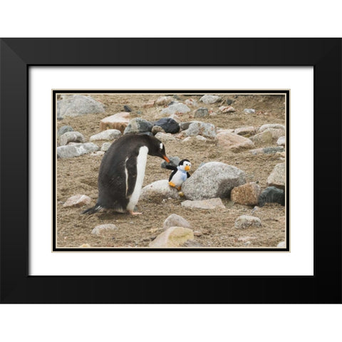 Antarctica, Neko Harbor Curious gentoo penguin Black Modern Wood Framed Art Print with Double Matting by Grall, Don