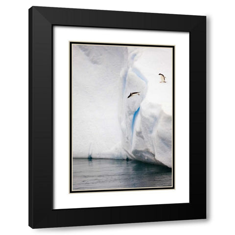 Antarctica Adelie penguin diving off an iceberg Black Modern Wood Framed Art Print with Double Matting by Grall, Don