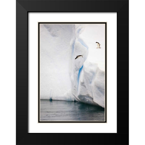 Antarctica Adelie penguin diving off an iceberg Black Modern Wood Framed Art Print with Double Matting by Grall, Don