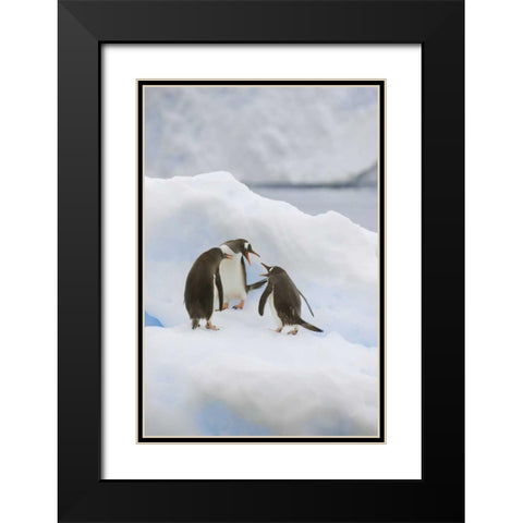 Antarctica, Neko Harbor Gentoo penguins quabble Black Modern Wood Framed Art Print with Double Matting by Grall, Don