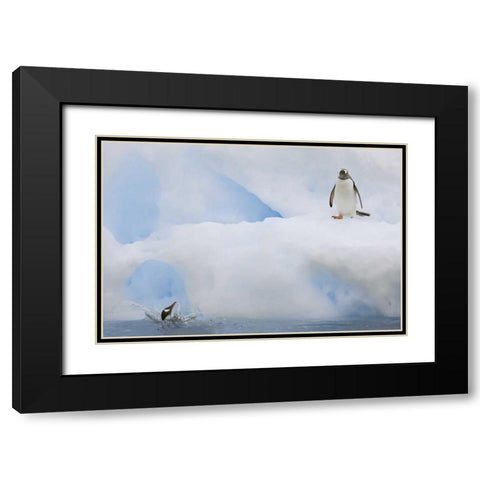 Antarctica Gentoo penguins on an iceberg Black Modern Wood Framed Art Print with Double Matting by Grall, Don