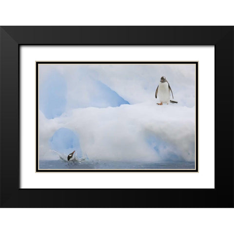 Antarctica Gentoo penguins on an iceberg Black Modern Wood Framed Art Print with Double Matting by Grall, Don