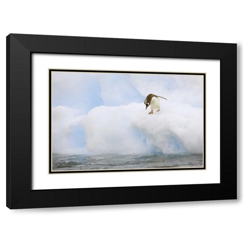 Antarctica, Gentoo penguin prepares to dive Black Modern Wood Framed Art Print with Double Matting by Grall, Don