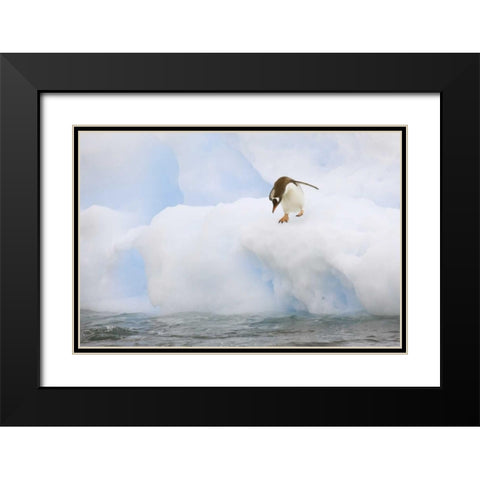 Antarctica, Gentoo penguin prepares to dive Black Modern Wood Framed Art Print with Double Matting by Grall, Don