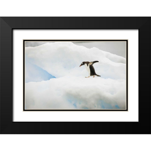 Antarctica A gentoo penguin on an iceberg Black Modern Wood Framed Art Print with Double Matting by Grall, Don