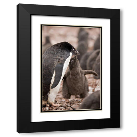 Antarctica, Adelie penguin chick begs for food Black Modern Wood Framed Art Print with Double Matting by Grall, Don